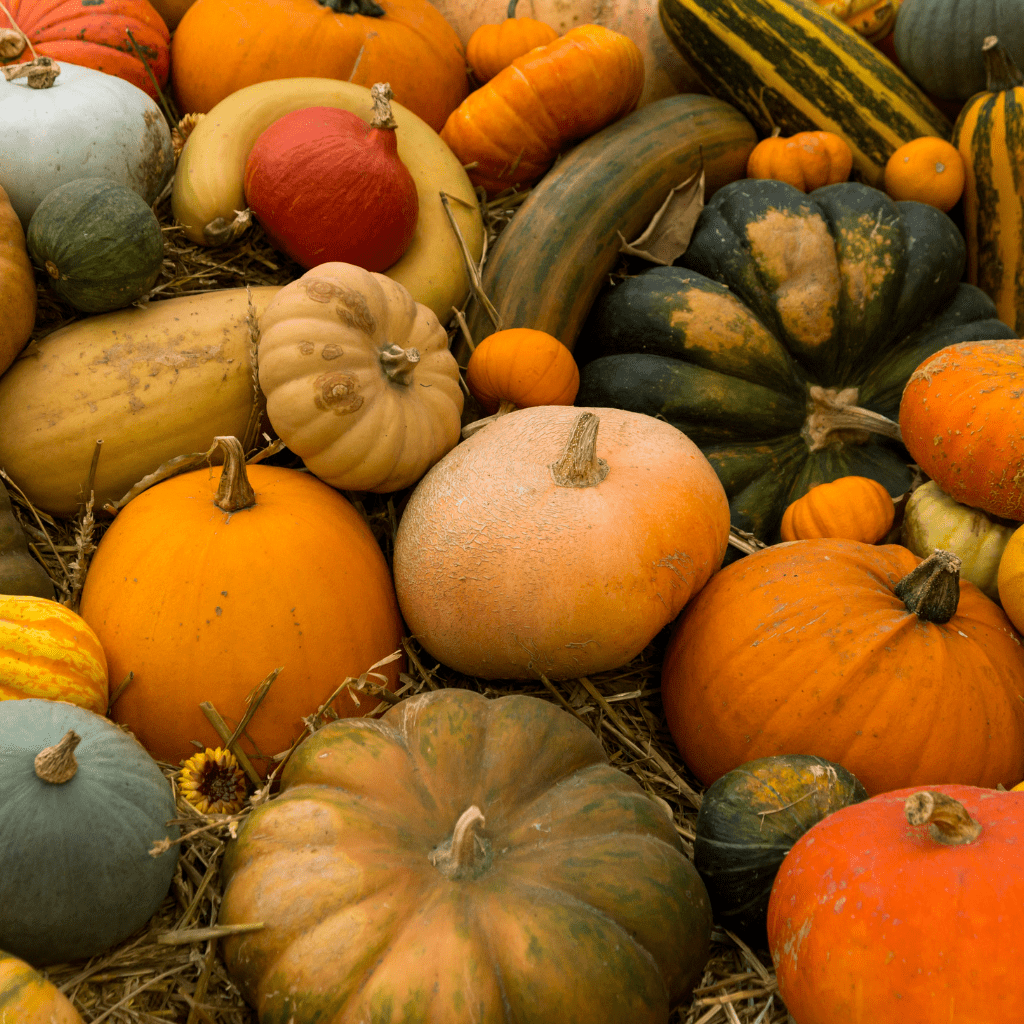 A colorful assortment of pumpkins and squash in various shapes and sizes, nestled in hay, showcasing autumn harvest abundance.