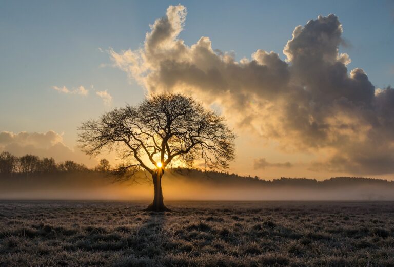 A solitary tree silhouetted against a vibrant sunrise, surrounded by mist in a frosty field, symbolizing tranquility and new beginnings.